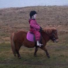 Anden særlig race abbie