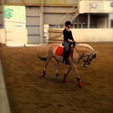 Fjordhest Gypsi (Dibsi)