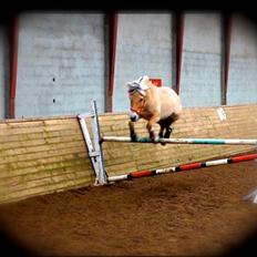 Fjordhest Gypsi (Dibsi)