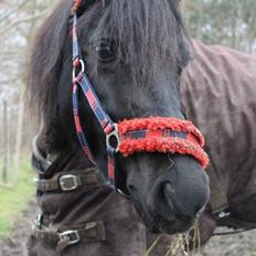 Welsh Pony af Cob-type (sec C) Engholms Bonnie Beate