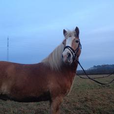 Haflinger Wonder<3