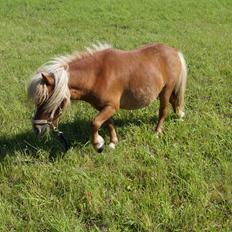 Shetlænder Aasgaard's Garfield