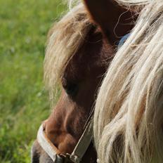 Shetlænder Aasgaard's Garfield