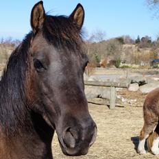 Anden særlig race Aasgaard'sTartelet