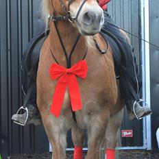 Haflinger Bamse