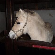 Fjordhest Huxi LPJ