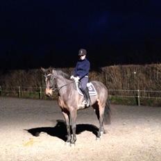 Dansk Varmblod Bakkegaardens Aslan (Tabasco)
