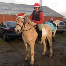 Fjordhest Maegård's Linus