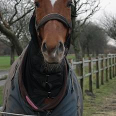 Mecklenburger Paula aka. popo/Guldklump