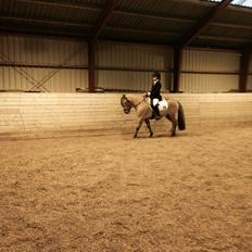 Anden særlig race Bali 