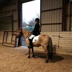 Anden særlig race Bali 