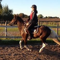 Pinto SHAMROCKS FOXY LADY [Tidl. Lånepony]