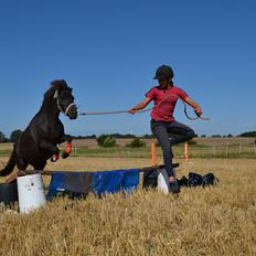 Anden særlig race Sigge