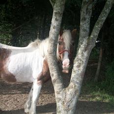 Anden særlig race Nikolaj