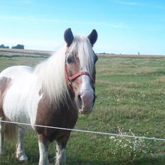 Anden særlig race Nikolaj