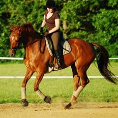 Hollandsk Varmblod Whitney