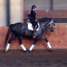 Anden særlig race Bjøslevsgaards Santana