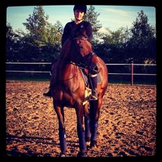 Dansk Varmblod José af Granly