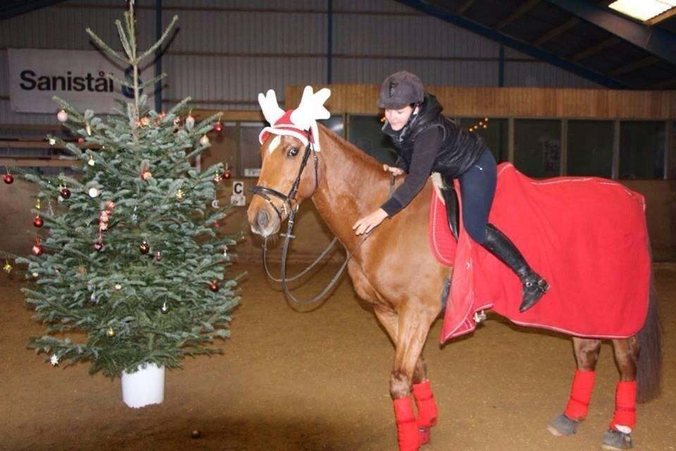 Anden særlig race Fox (Foxi) billede 2