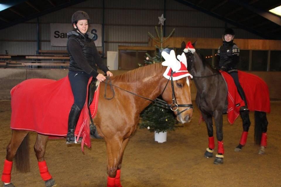 Anden særlig race Fox (Foxi) billede 17