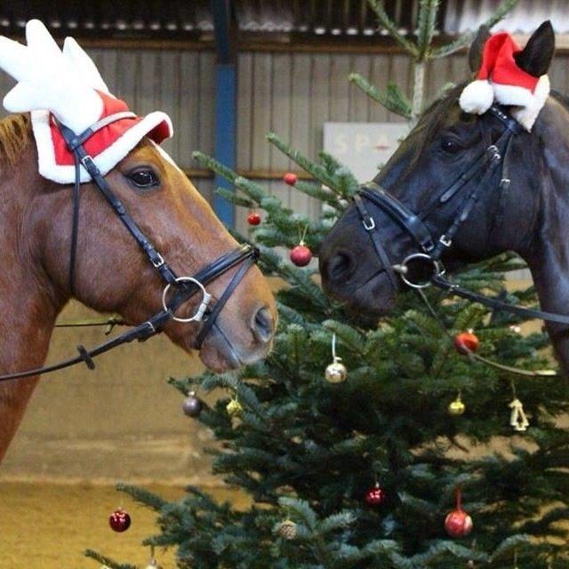 Anden særlig race Fox (Foxi) billede 18