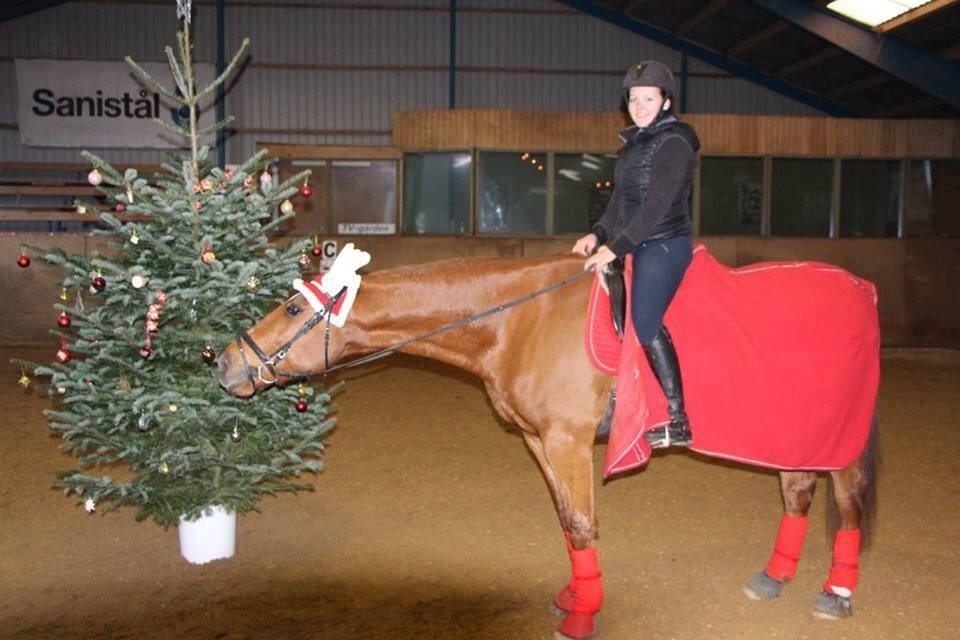 Anden særlig race Fox (Foxi) billede 19