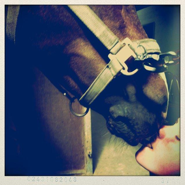 New Forest Birkelunds amadeus - i love you amadeus <3 billede 2
