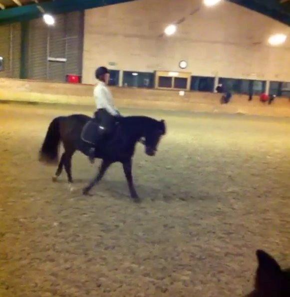 New Forest Birkelunds amadeus - dressur træning :-) billede 3