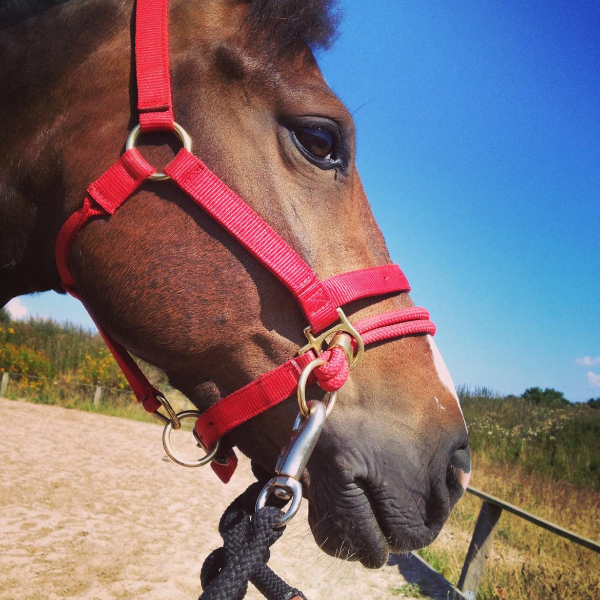 New Forest Birkelunds amadeus - i sommers :-) billede 5