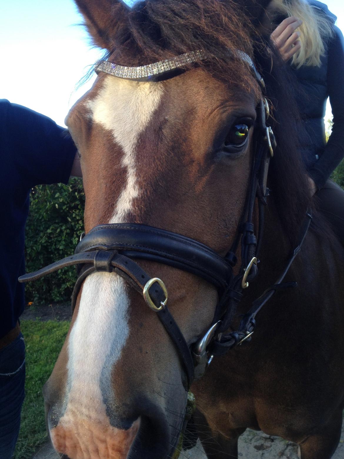 New Forest Birkelunds amadeus - red til vores sommerhus  billede 11