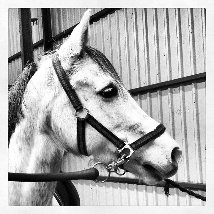 Arabisk fuldblod (OX) Picasso solgt <3 billede 1