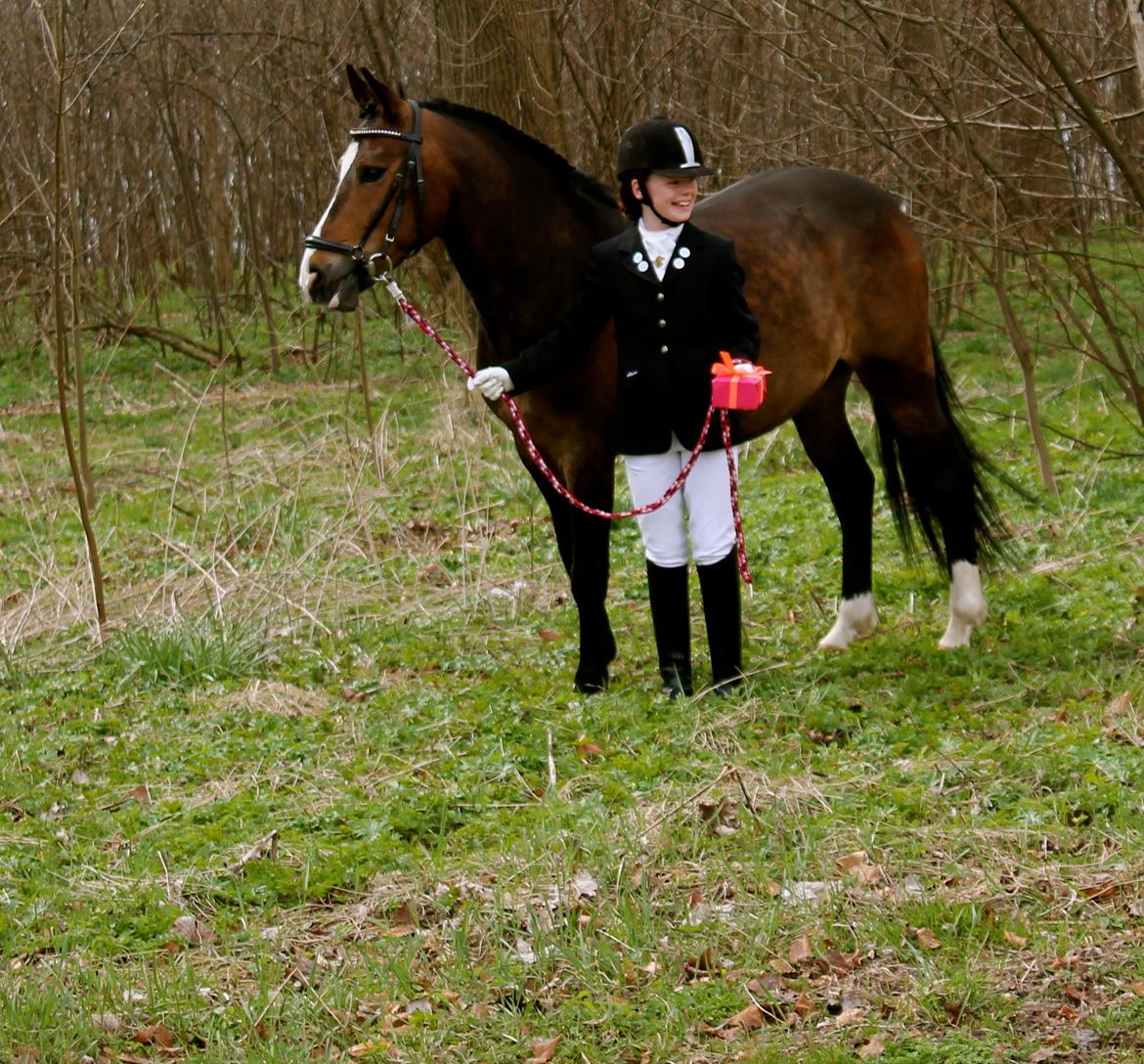 New Forest Birkelunds amadeus billede 12
