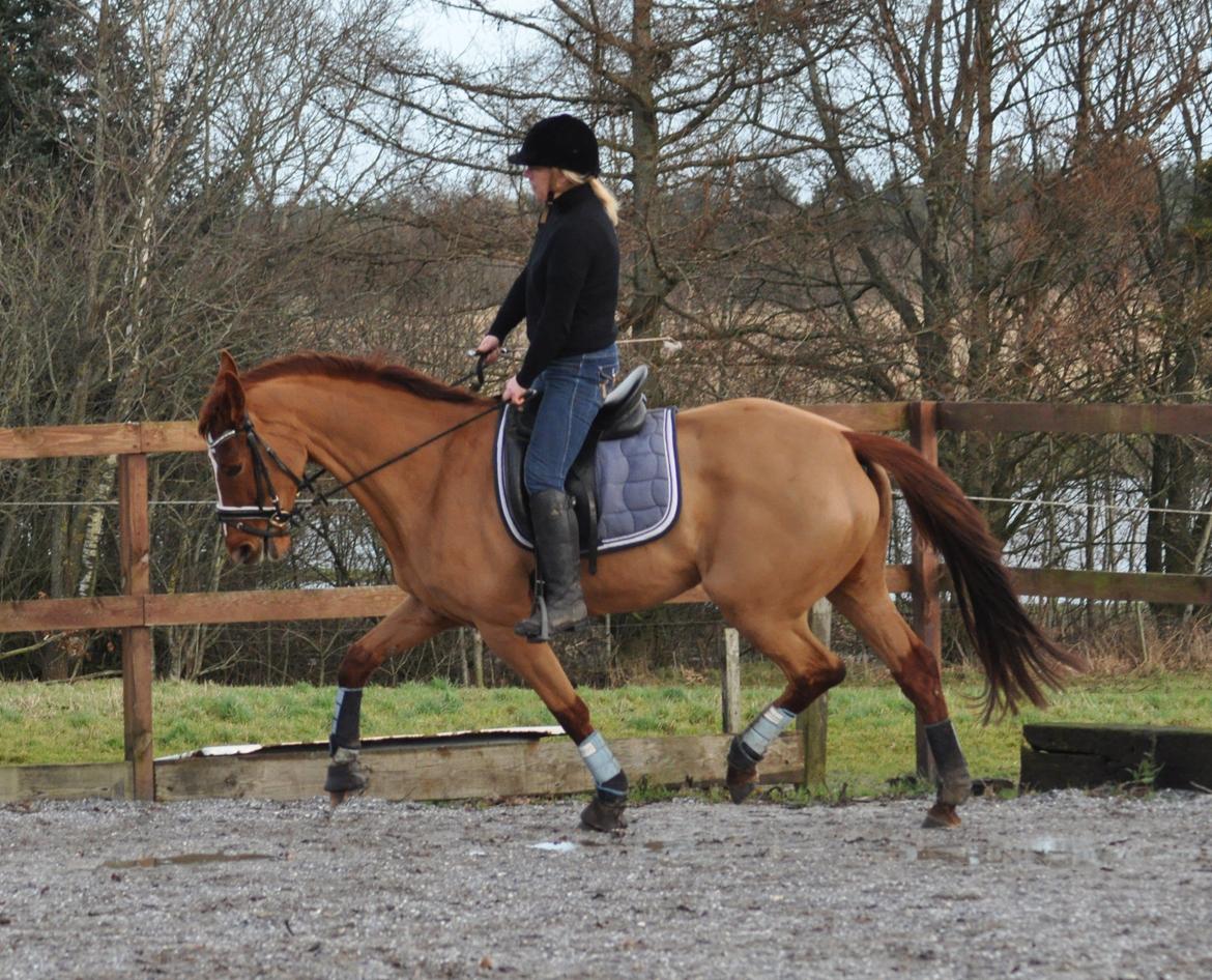 Tysk Oldenburger Meldgårds princesse chakira - 23 dec, 8 gang hun har rytter på billede 12