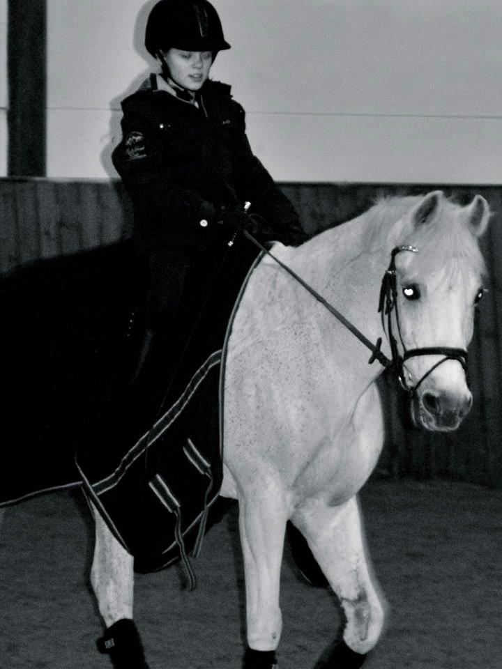 New Forest Til's Gustaaf billede 6