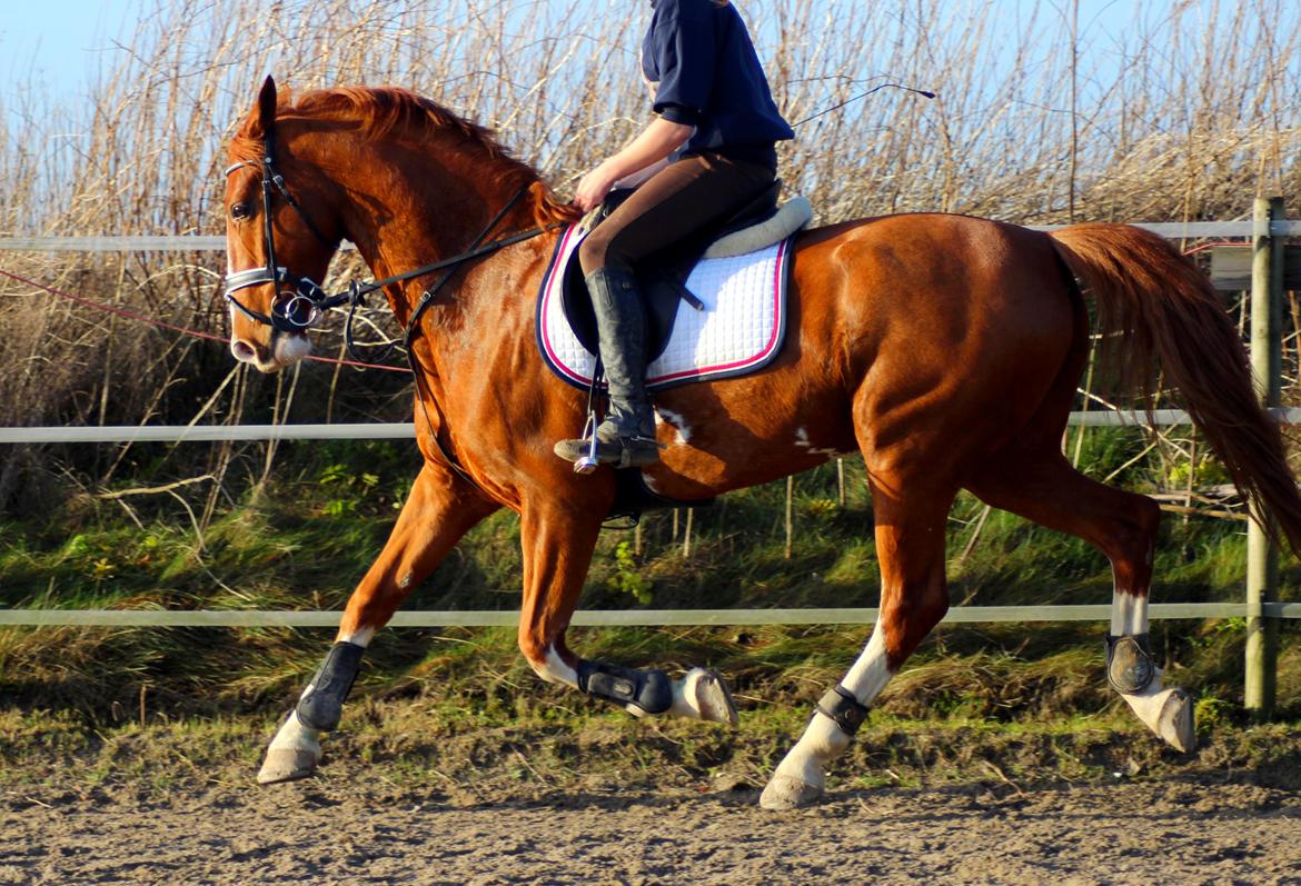 Tuigpaard Artiest H. - December 2013 billede 2