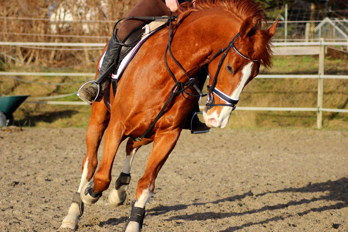 Tuigpaard Artiest H. - December 2013 billede 1