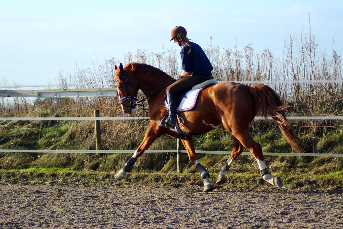 Tuigpaard Artiest H. - December 2013 billede 3