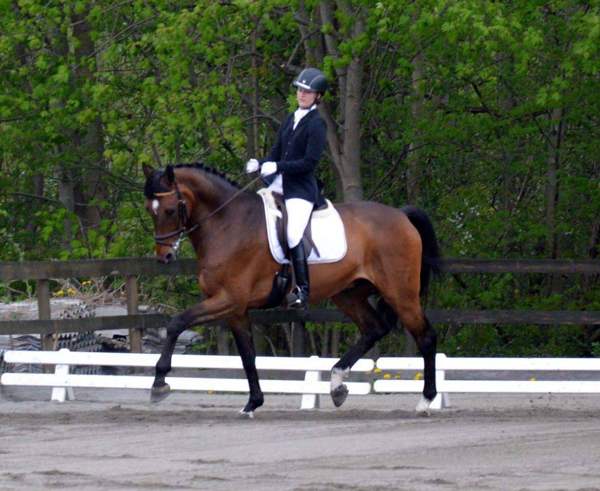 Dansk Varmblod Jako's Barabas - Maj 2013
Foto: Stine Bremer Hansen billede 16