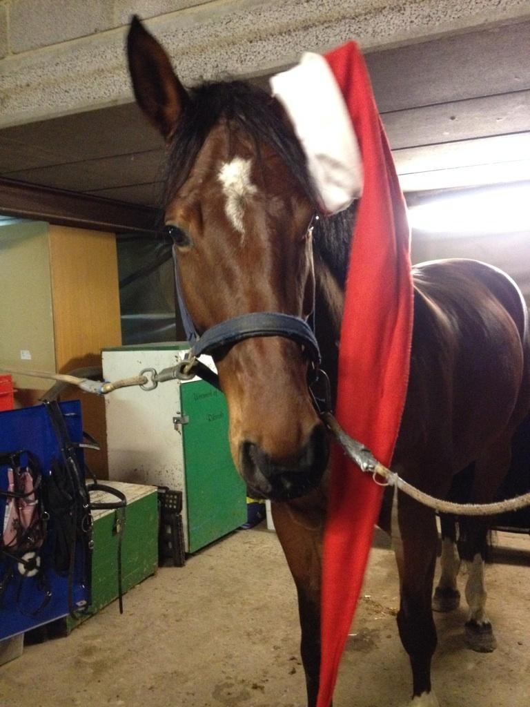 Dansk Varmblod Kronborgdiges Flika. ( låne hest) billede 13