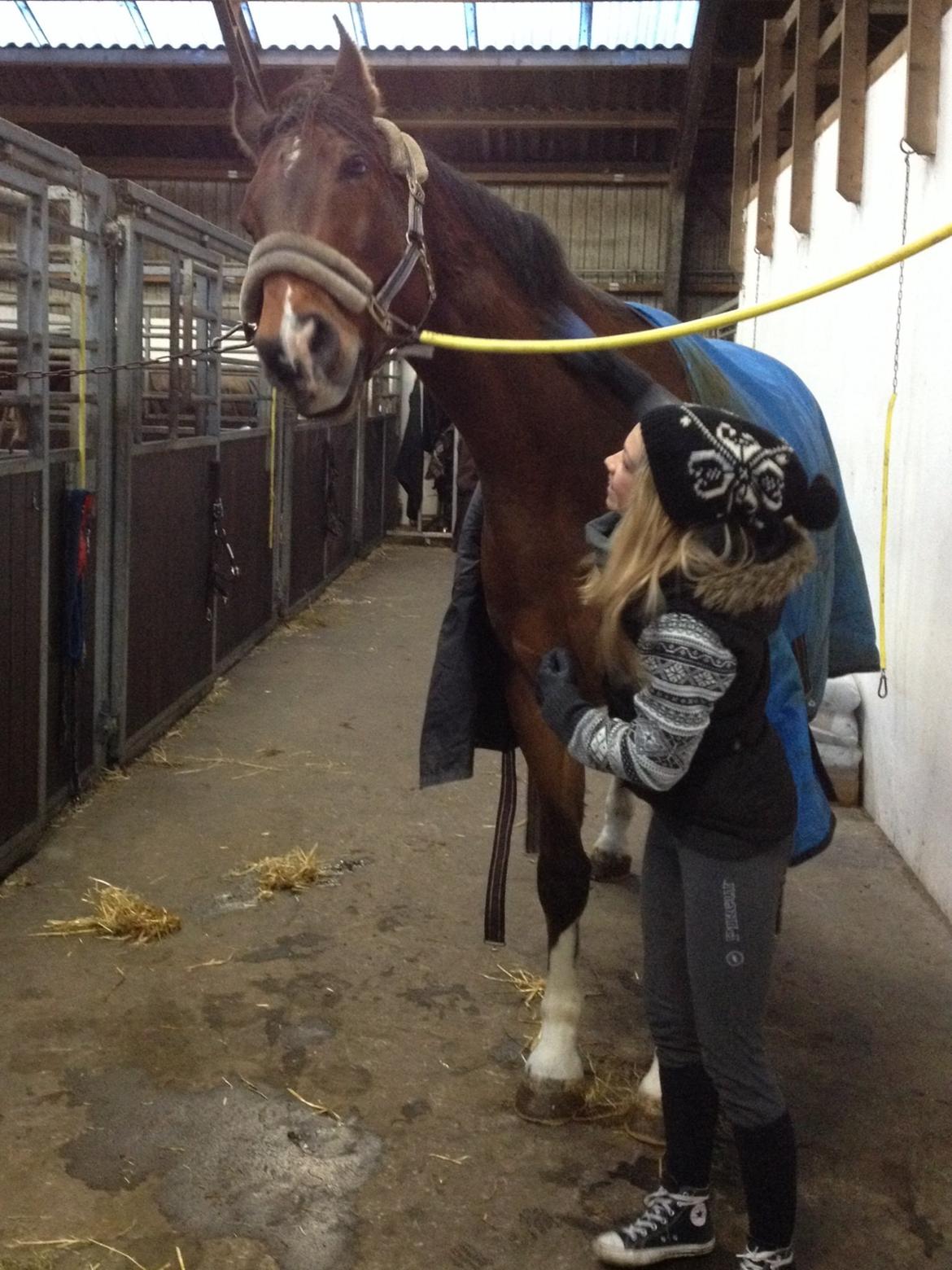 Dansk Varmblod Stejlbjerggaards Cyrillis - 24/12 - 2013, juleaften i dag og samtidig har Cylle og jeg været bedstevenner i et halvt år. Fantastisk!  billede 4