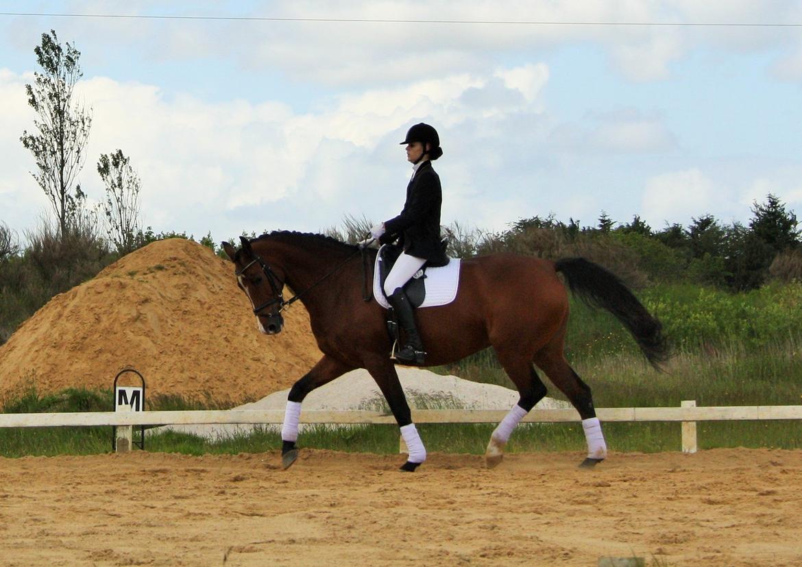 Dansk Varmblod RDH • Capella • billede 45