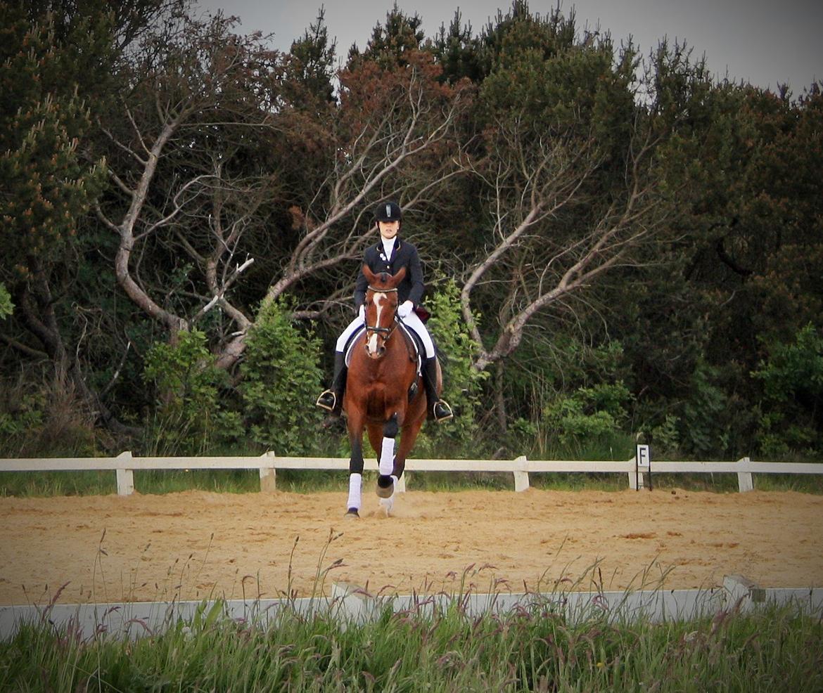 Dansk Varmblod RDH • Capella • billede 46