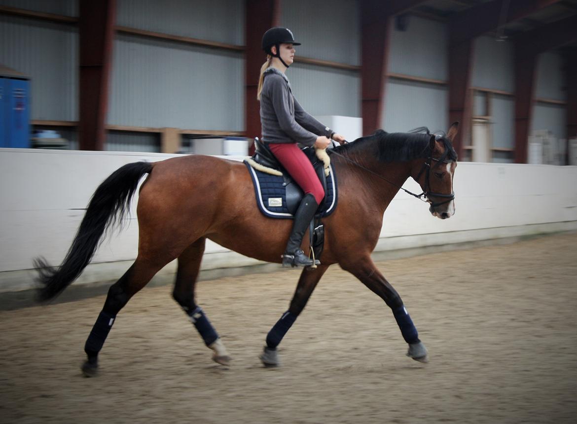 Dansk Varmblod RDH • Capella • billede 47