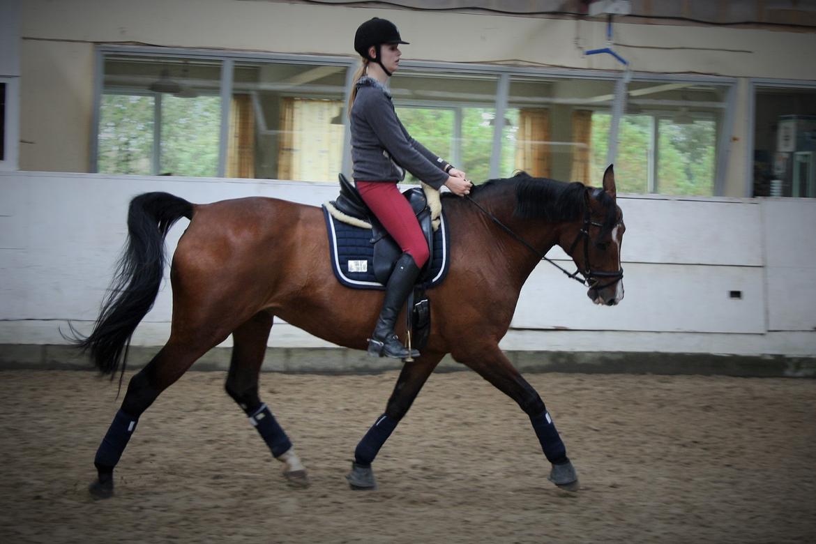 Dansk Varmblod RDH • Capella • billede 48