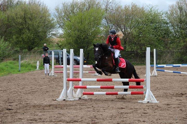 Welsh Cob (sec D) Lesto Havannah Klubmester 2013! - LB Broager 3. plads :-D <3
Foto: Elisabet Bertram billede 20
