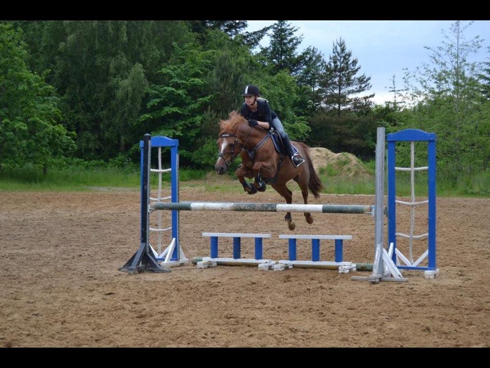 Anden særlig race Duchess  ** R.I.P ** - Spring time bed Christian billede 2