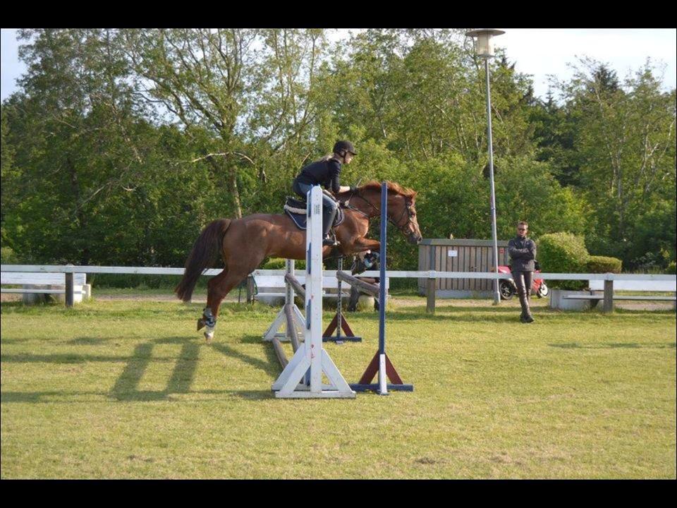 Anden særlig race Duchess  ** R.I.P ** - Spring time bed Christian billede 6