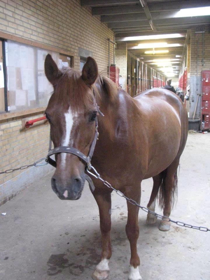 Anden særlig race Duchess  ** R.I.P ** - Den dag jeg fik hende:) billede 1