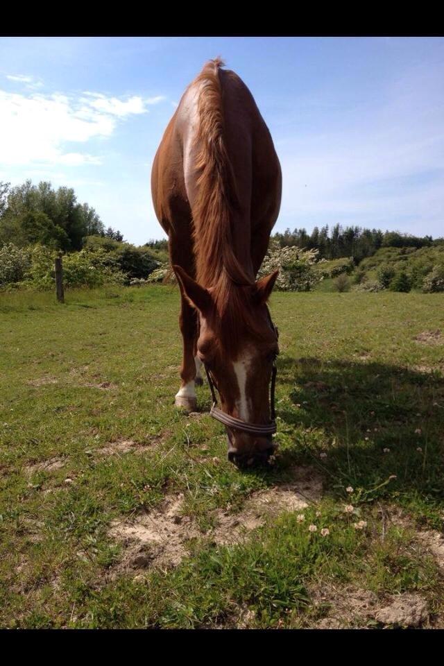 Anden særlig race Duchess  ** R.I.P ** - Folden:D billede 7