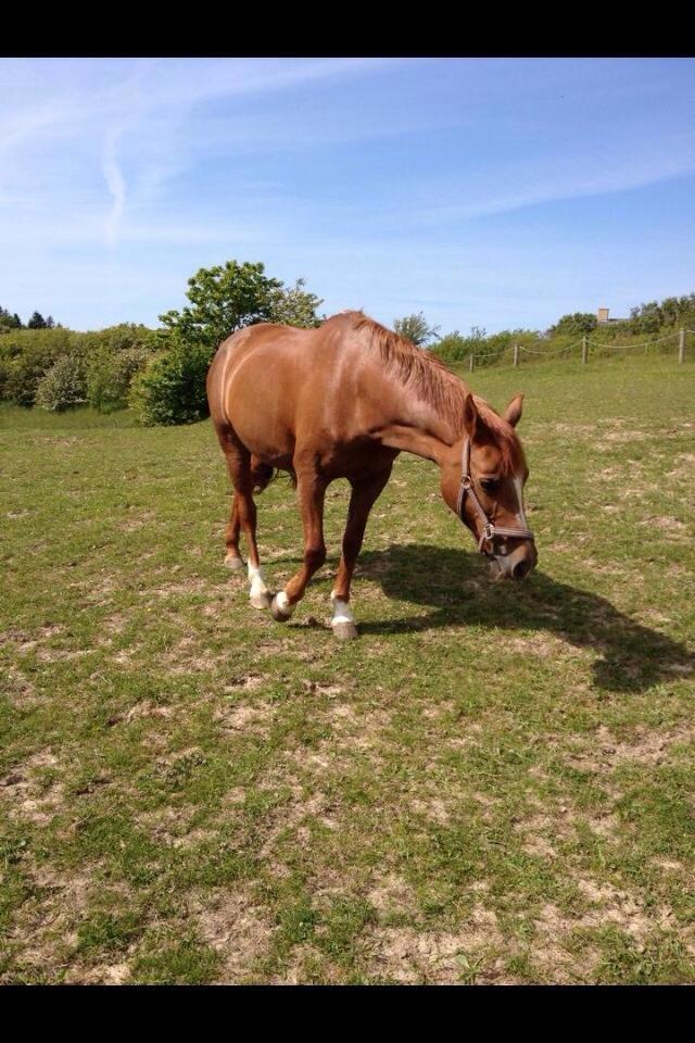 Anden særlig race Duchess  ** R.I.P ** - Folden:D billede 8